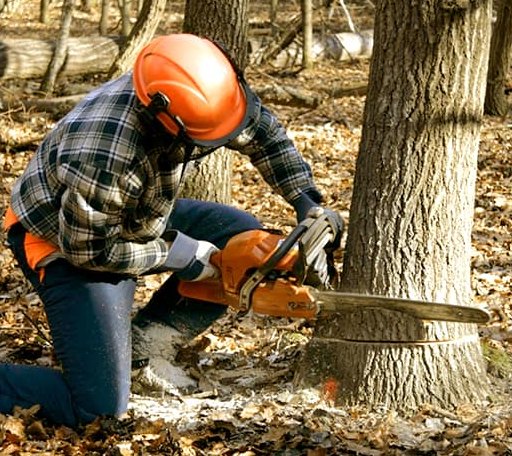 Tree Removal in Caratunk, ME